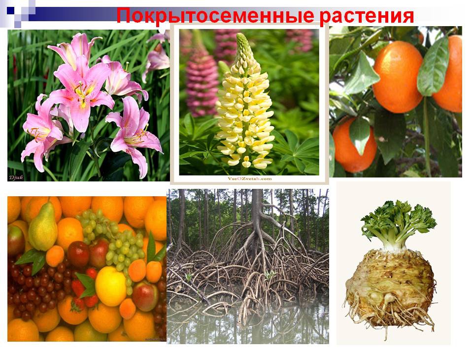 Покрытосеменные растения фото с названиями